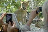 Gianyar (Antara Bali) - Dua wisatawan memotret seekor singa Afrika (Phantera Leo) saat mulai menempati kandang barunya di Bali Zoo Park, Desa Singapadu, Gianyar, Bali, Senin (21/6). Selama 8 tahun terakhir, sebanyak 10 ekor singa Afrika telah berhasil dikembangbiakan di kebun binatang itu dalam upaya konservasi hewan langka sekaligus menjadi tempat wisata. FOTO ANTARA/Nyoman Budhiana/10.