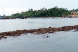 Balikpapan (ANTARA News - Kaltim) - Berbagai aktifitas seperti adanya pabrik CPO serta pertambangan batu bara di kawasan mangrove Teluk Balikpapan mengancam kelestarian alam setempat. Padahal di kawasan itu menyimpan keanekaragaman hayati luar biasa karena menjadi habitat satwa langka, bekantan, macan dahan, berung madu, Pesut Mahakam, Duyung serta berbagai biota laut di terumbu karangnya