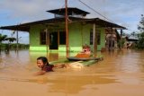 Banjarmasin, 9/10 - BANJIR MATARAMAN KALSEL - Seorang wanita menggunakan batang pisang yang diikat dan dihanyutkan di atas air berusaha menyelamatkan harta benda yang bisa ditarik ke daerah yang agak tinggi di Desa Tanah Habang Kec. Mataraman, Kabupoaten Banjar, Kalsel FOTO ANTARA/Herry-091010 
