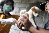 Denpasar (Antara Bali) - Seorang petugas dari Dinas Peternakan, Perikanan dan Kelautan Kota Denpasar menyuntikkan vaksin anti rabies pada seekor anak anjing ras yang marak dijual di Pasar Burung Satria, Denpasar, Bali, Selasa (16/11). Vaksinasi dan pemeriksaan binatang secara gratis itu dilakukan di sejumlah tempat penjualan hewan dengan menyasar hewan penular rabies (HPR) untuk mencegah meluasnya wabah mematikan yang hingga kini telah menewaskan 104 orang di Bali. FOTO ANTARA/Nyoman Budhiana/10.