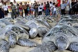 Kuta (Antara Bali) - Puluhan wisatawan turut ambil bagian dalam pelepasan penyu hijau (Chelonia Mydas) yaitu satwa hasil sitaan polisi, di Pantai Kuta, Bali, Kamis (18/11). Sebanyak 87 ekor penyu hijau dillepaskan kembali ke habitatnya yang sebelumnya disita dari sebuah kapal hendak menyelundupkan binatang langka itu dari perairan Maluku ke Bali. FOTO ANTARA/Nyoman Budhiana/10.