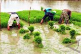 Pemprov Sulbar lakukan pembinaan pertanian padi organik kepada petani Majene