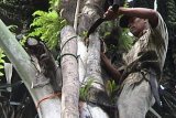 Paringin, 13/2 - SADAP AREN - Seorang penduduk di Desa Matang Hanau, Kecamatan Lampihong, Kabupaten Balangan, Kalimantan Selatan tengah menyadap nira pada sebatang pohon aren. Nira merupakan bahan baku untuk pembuatan gula merah. Matang Hanau adalah salah satu desa di Balangan yang mayoritas penduduknya berprofesi sebagai perajin gula merah. Foto ANTARA/Rusmanadi 
