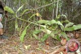 Pakar: Duni terancam kehilangan Nepenthes clipeata