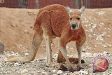 Australia menghadapi pro kontra pemusnahan jutaan kanguru