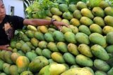 MANGGA HARUM MANIS