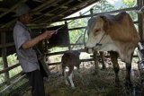 Tingkatkan populasi sapi dalam negeri, Kementan salurkan 1.225 sapi indukan