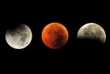 Gianyar (Antara Bali) - Tiga fase gerhana bulan total yaitu bulan saat mulai masuk umbra atau bayang-bayang bumi (kiri), gerhana total (tengah) dan akhir gerhana (kanan), di Gianyar, Bali, Kamis (16/6). Gerhana yang terjadi mulai pukul 02.23 WITA - 06.02 WITA tersebut merupakan fenomena langka yaitu gerhana bulan dengan fase total lebih dari 100 menit. FOTO ANTARA/Nyoman Budhiana/11.