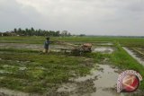  Petani Lampung Kejar Tanam Padi Gadu