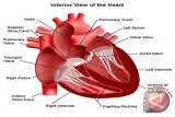 Dokter: Anak terindikasi kelainan jantung segera lakukan tindakan