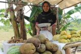 Barabai, 29/8-CEMPEDAK PONTIANAK-Penjual Buah-buahan di pinggir jalan Pantai Hambawang Kecamatan Labuan Amas Selatan Kabupaten Hulu Sungai Tengah menawarkan buah cempedak seharga Rp. 25rb/kilo yang berasal dari daerah Pontianak Kalbar, buah-buahan dari luar daerah sering membanjiri pasaran buah lokal seiring menurunnya produksi buah lokal karena beragam faktor seperti perubahan iklim. Foto : ANTARA/Fathurrahman