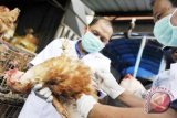 Distan Minahasa Tenggara: Kematian unggas akibat virus HPAI-H5N1