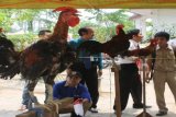 Banjarmasin, 5/10 - AYAM KETAWA - Pemko Banjarmasin dalam kaitan memeriahkan hari jadi kota menggelar Lomba Ayam Ketawa, ayam yang dilombakan kebanyakan justru milik pejabat sendiri, lomba yang dibuka Wali Kota Banjarmasin Muhidin. (Foto ANTARA/Hasan Zainuddin/A)