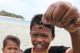 Kotabaru, 16/10 - MEMANCING IKAN - Dua anak suku Mandar menunjukan cacing pantai atau pupung (sebutan masyarakat setempat) untuk memancing ikan di pesisir Pulau Kerayaan, salah satu pulau yang ada di gugusan pulau di Kabupaten kotabaru, sekitar 450 kilometer dari Banjarmasin, Minggu (16/10). Sulitnya menjangkau gugusan pulau di selatan provinsi Kalsel dan kurangnya promosi membuat potensi wisata seperti pantai, terumbu karang dan budaya masyarakat setempat belum menjadi pendapatan andalan daerah. Foto ANTARA/Herry Murdy Hermawan/B