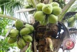 North Sulawesi Increases Frozen Coconut Milk Export