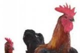Ayam Kampung Tetap diburu Konsumen