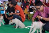Denpasar (Antara Bali) - Puluhan ekor anjing Kintamani mengikuti kontes dalam rangkaian Pekan Flori Flora Nasional (PF2N)/Sanur Village Festival (SVF), yang berlangsung Minggu (19/11). Aksi hewan peliharaan itu memukau para pengunjung di perhelatan akbar tersebut.