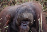 Samarinda (ANTARA News Kaltim) - Seekor Orangutan jantan dewasa yang ditemukan terluka di kawasan perkebunan milik PT. Khaleda Agroprima Malindo, anak perusahaan Metro Kajang Holdings (MKH) Berhad di Kecamatan Muara Kaman, Kutai Kartanegara pada 3 November 2011. COP menilai, Orangutan terluka ini menjadi salah satu bukti terjadinya pembantaian Orangutan di Desa Puan Cepak. (COP/ANTARA)