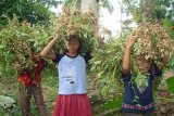 Panen Kacang Tanah