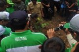 KOTABARU, 7/12 (ANTARA) - MENHUT TANAM MERANTI PUTIH - Menteri Kehutanan Zulkifli Hasan menanam bibit meranti putih (Shorea bracteolata dyer) di kawasan hutan lindung di Sebelimbingan, Kotabaru, Kalimantan Selatan Rabu (7/12). Rencananya Pemkab Kotabaru akan membudidayakan meranti putih hingga 3.000 hektare di Sebelimbingan selain untuk menjaga lingkuingan, juga untuk wisata dan penelitian. FOTO ANTARA Imam Hanafi/C