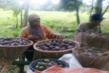 Banjarmasin, - PUNCAK PANEN KASTURI - Dua warga menjual buah kasturi yang baru jasa dikumpulkan setelah jatuh dari pohon di Desa Mangkauk, Kecamatan Pengaron Kabupaten Banjar. Saat ini di desa tersebut sedang puncak musim panen kasturi sehinga harga murah persepuluh biji dijual Rp2.500 - Rp3.000.(Foto ANTARA/Asmuni-Khalid/A)