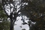 KOTABARU, 11/12 (ANTARA) - BUAH PAPAKEN - Buah Papaken (Durio kutujensis) merupakan salah satu jenis buah lokal yang tumbuh di hutan tropis seperti Kalimantan. Meski memiliki rasa yang cukup manis dan legit, selama musim durian, buah papaken kurang diminati masyarakat, karena aromanya yang lebih wangi dan sedikit menyengat.FOTO ANTARA.Imam Hanafi/C