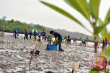 Tanam Mangrove