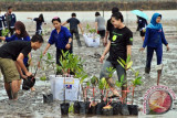 Tanam Mangrove