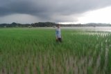 Samarinda (ANTARA News Kaltim) - Seorang petani menujukkan sawah yang terendam bajir di Kelurahan Tani Aman Kecamatan Loa Janan Ilir, Samarinda, Selasa (10/1). Banjir yang melanda Kelurahan Tani Aman, Kecamatan Loa Janan Ilir, Samarinda sejak Senin (9/1) merendam puluhan hektare tanaman padi dan mengancam belasan hektar tanaman lainnya. (Amirullah/ANTARA)

