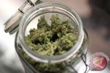 Parlemen Lebanon legalisasi tanam ganja untuk kebutuhan medis