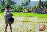 Pupuk, Mendesak Bagi Petani Lampung