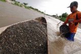 Palu (Antara Bali) - Ede (32) penambang pasir tradisional mengangkut pasir dari sungai ke perahu di Kelerahan Kaliko, Kecamatan Palu Barat, Sulawesi Tengah, Senin (27/2). Dalam sehari penambang pasir tradisional masing-masing bisa mengumpulkan pasir sebanyak satu truk dan dihargai Rp50 ribu - Rp100 ribu . FOTO ANTARA/Fiqman Sunandar/12.