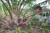 Kotabaru, 28/2 - Buah Paser - Seorang petani kelapa sawit di Kelumpang Selatan Kotabaru sedang memilih tandan buah segar (TBS) yang sudah masak untuk dipanen. Buah paser merupakan buah yang pertama dihasilkan dari tanaman yang baru berumur 2,5-3 tahun. Setelah menghsilkan buah paser, petani kelapa sawit mulai merasa lega, karena tanamannya sudah bisa menghasilkan rupiah setiap dua pekan. (FOTO ANTARA/Imam Hanafi/C)