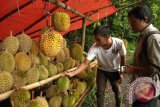 Pedagang buah durian musiman di jalan lintas Kota Bengkulu-Kepahiang menawarkan dagangannya kepada seorang pembeli, Jumat (10/2). Maraknya pedagang buah musiman di jalan lintas ini menandakan musim durian di wilayah tersebut. (FOTO ANTARA Bengkulu/Helti)