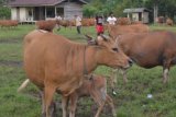 Kaliorang (ANTARA News Kaltim) - Sedikitnya 200 ekor pedet atau anak sapi berhasil dipanen oleh warga Kecamatan Kaliorang, Kabupaten Kutai Timur. Acara Panen Pedet Sapi Ternak bantuan pemerintah, Sabtu (11/2), dihadiri Gubernur Kalimantan Timur Awang Faroek Ishak didampingi Wakil Gubernur Farid Wadjdy, Wakil Bupati Kutim Ardiansyah Sulaiman, Kepala Dinas Peternakan Kaltim H Ibrahim, serta sejumlah pejabat Pemprov Kaltim. (Arief/ANTARA)