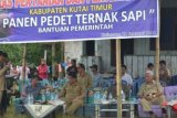 Kaliorang (ANTARA News Kaltim) - Gubernur Kaltim Awang Faroek Ishak didampingi Wakil Gubernur Farid Wadjdy mendengarkan penjelasan Kepala Dinas Peternakan Kaltim H Ibrahim dalam acara Panen Pedet Sapi Ternak bantuan pemerintah di Kecamatan Kaliorang, Kabupaten Kutai Timur, Sabtu (11/2). Sedikitnya 200 ekor pedet atau anak sapi berhasil dipanen oleh warga setempat, setelah mendapat bantuan bibit sapi dari pemerintah beberapa waktu lalu. (Arief/ANTARA)