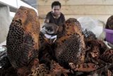 Timika (Antara Bali) - Seorang pedagang mengemas sarang semut di kawasan Pasar Sentral, Timika, Mimika, Papua, Jumat (16/3). Hasil hutan alam khas Papua yang memiliki manfaat untuk kesehatan tersebut dipasarkan Rp100.000 per kg ke beberapa wilayah di Indonesia dan China. FOTO ANTARA/Ismar Patrizki/2012.