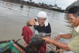 Banjarmasin, 21/3 - UMPAN UDANG - Penjual umpan udang jenis rebon melayani pembeli di bawah Jembatan Sungai Andai, Banjarmasin, untuk memancing udang galah atau jenis udang selatan kebanyakan menggunakan udang ukuran kecil. Namun  memancing udang tergantung keadaan air sehingga tidak mudah menemukan tempat orang menjual udang rebon tersebut.(Foto ANTARA/Asmuni K/C) 