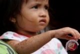 Serangga di Umbulharjo Yogyakarta dipastikan tomcat 