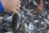 Kudus (Antara Bali) - Warga menunjukkan tikus yang diperoleh dari perburuan tikus di areal persawahan Sidomulyo, Jekulo, Kudus, Jateng, Minggu (1/4). Dalam waktu tiga hari warga dapat menangkap sekitar 5.000 tikus yang mengkhawatirkan menjadi ancaman panen padi di kawasan itu. FOTO ANTARA/ Andreas Fitri Atmoko/2012.