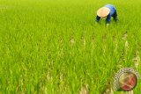 Petani Vietnam tanam padi di malam hari hindari suhu semakin panas