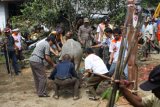 Tanjung, 12/5 - Warga Desa Kinarum Kecamatan Upau, Tabalong menggelar aruh adat bontang mamalie mate yang salah satu ritualnya yakni menyembelih hewan ternak seperti kerbau atau hadangan. Sebelum disembelih hadangan ditombak terlebih dahulu sebagai bagian ritual adat dayak setempat. Selain penyembelihan hewan korban, aruh adat juga diisi ritual balian sebagai ucapan rasa syukur dengan diiringi gendang dan tari-tarian.Foto/Herlina Lasmianti