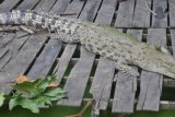 Banjarmasin, 18/4 - BUAYA PUTIH - Seekor buaya putih jenis betina berjemur di tengah kolam kebun binatang "Taman Warik PKK" milik Pemko Banjarmasin di Jalan Jahri Saleh. 
    Buaya putih yang masuk dalam famili Crocodylidae itu ada dua ekor dan dalam waktu dekat pengelola akan menambah koleksi beberapa jenis hewan lagi untuk menarik kunjungan para wisatawan lokal dan mancanegara.(Foto ANTARA/Asmuni K/D)