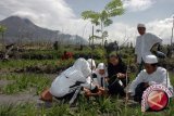 Ribuan tanaman penghijauan Merapi diserang 