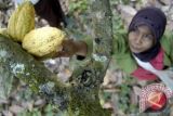 Menristek canangkan Sulawesi pusat riset kakao