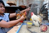 Ayam serama, si unik penghasil rupiah 