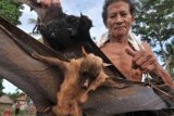 Parigi Moutong (Antara Bali) - Seorang warga menunjukkan dua kelelawar yang baru ditangkapnya di Pulau Kelelawar, Desa Tomoli, Kab. Parigi Moutong, Sulteng, Minggu (27/5). Warga menjadikan kelelawar isebagai salah satu sumber pendapatan tambahan dengan menjualnya seharga Rp7.000 per ekor. FOTO ANTARA/Basri Marzuki/2012.