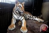 Harimau Medan Zoo Lahirkan Anak