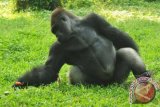 Seekor Gorila dataran rendah bermain di kawasan Pusat Primata Schmutzer di Kebun Binatang Ragunan, Jakarta, Senin (20/5). Sebanyak 3 ekor gorila jantan telah menjadi penghuni kebun binatang Ragunan sejak tahun 2003 dan rencananya akan didatangkan gorila betina agar gorila tersebut dapat berkembang biak. FOTO ANTARA/Zabur Karuru