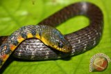 Banjarmasin,17/5 - ULAR MERATUS - Tim Ekspedisi Khatulistiwa 2012 Korwil 08 Hulu Sungai Tengah, Kalimantan Selatan berhasil menemukan beberapa jenis ular di Pegunungan Meratus, diantaranya ular jenis ini Xenochrophis trianguligera (Foto ANTARA/Tim Ekspedisi Khatulistiwa/Hasan Z/D) 